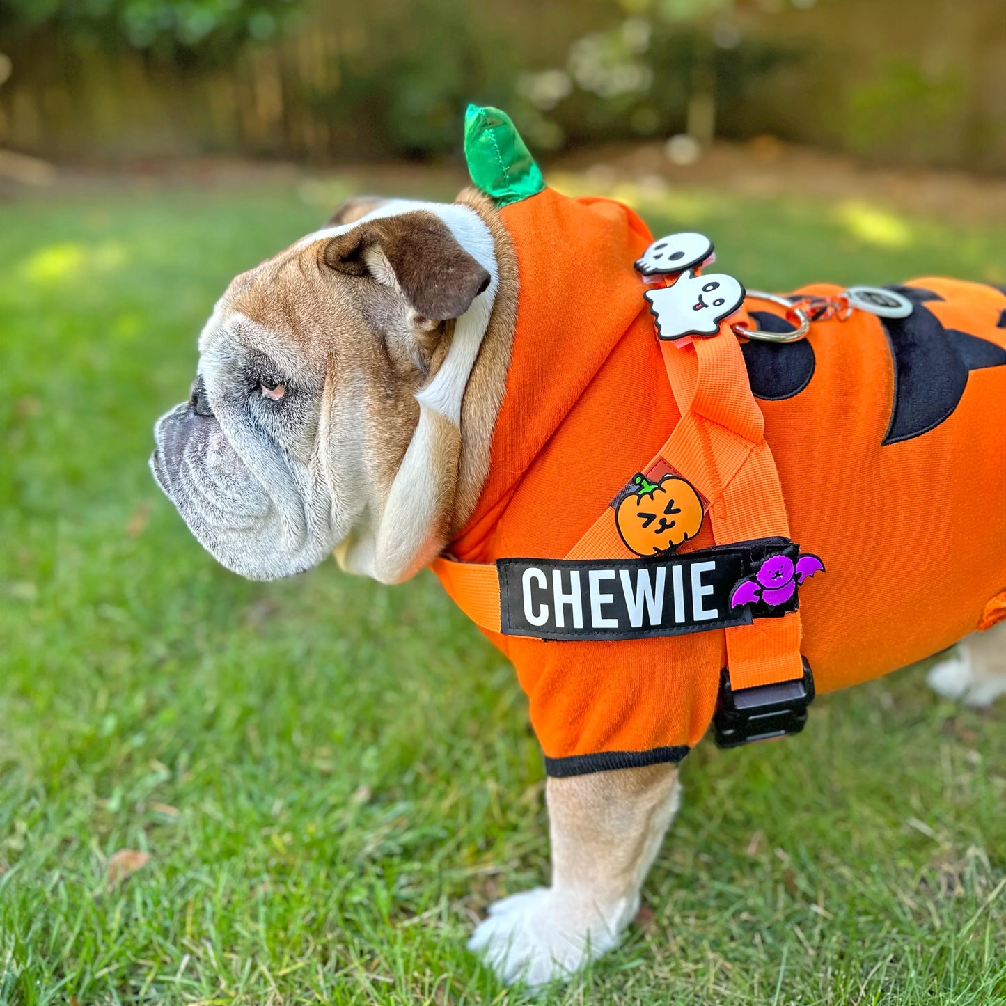 Pumpkin Jiby Dog Charm