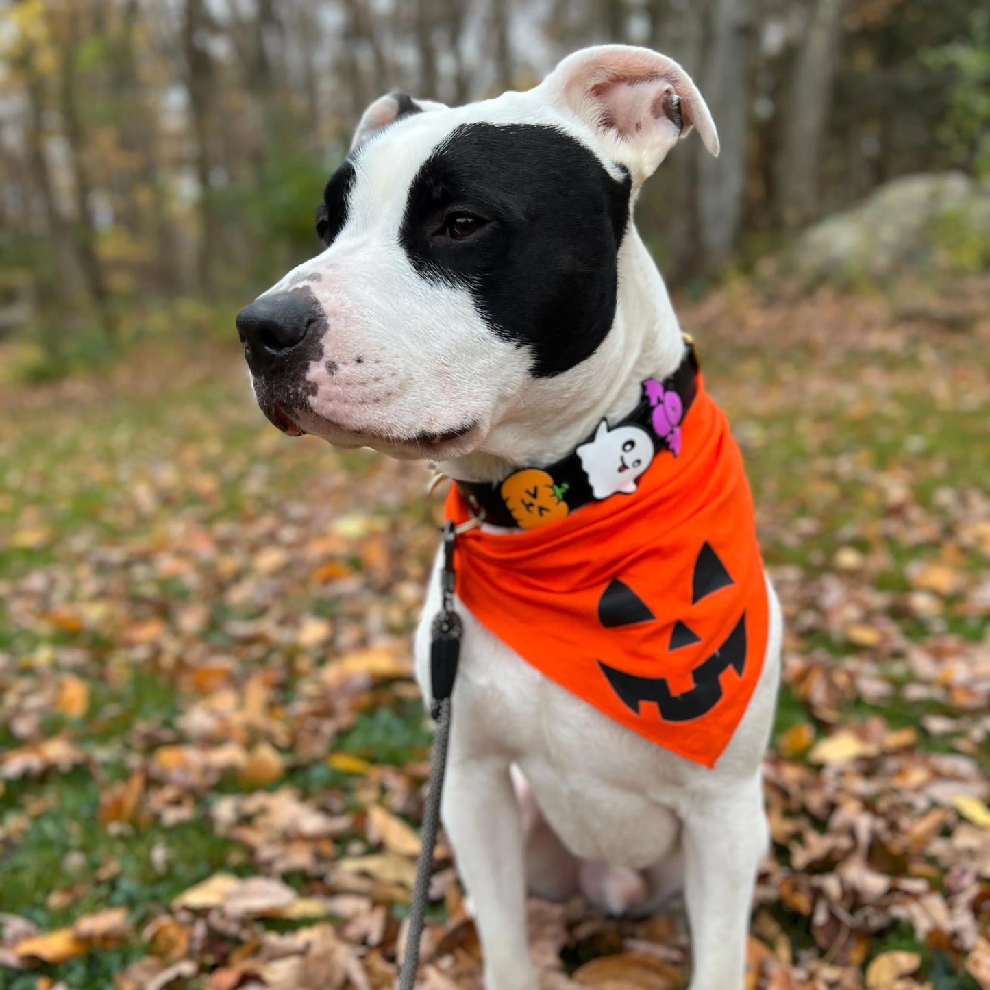 Ghost Dog Jiby Dog Charm