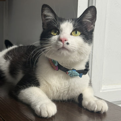 Tuna Breath Jiby Cat Charm